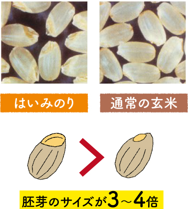 巨大胚芽米の健康食品「発芽玄米」